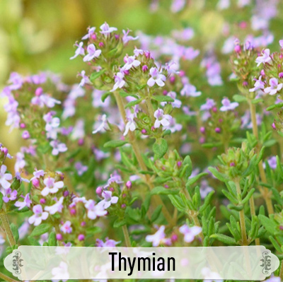 01Thymian