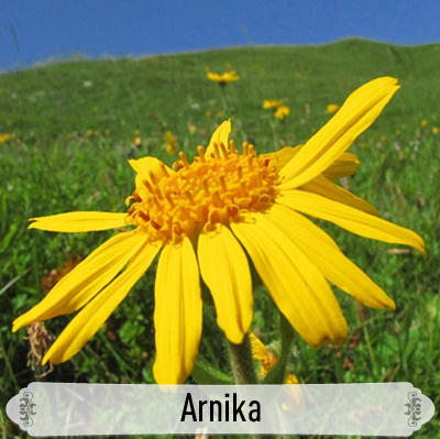 02Arnika