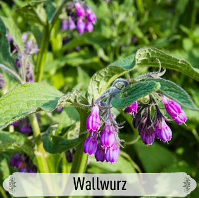 03Wallwurz