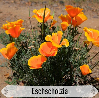 04Eschscholzia