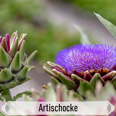 05Artischocke