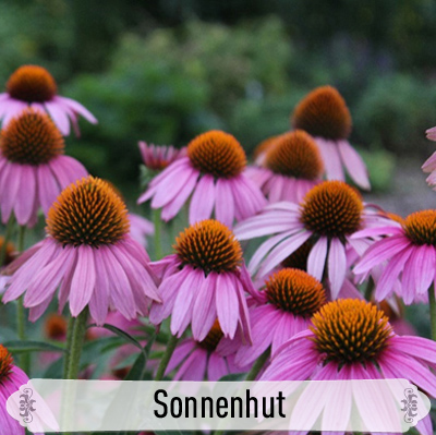07Sonnenhut