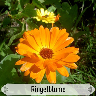08Ringelblume