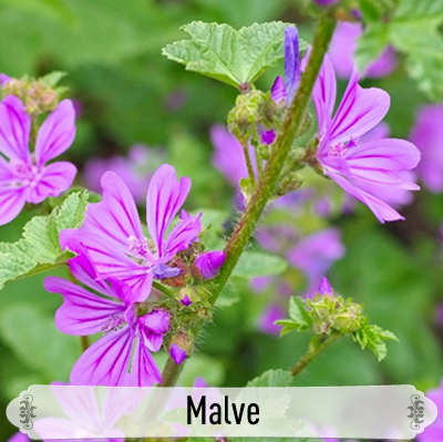 09Malve