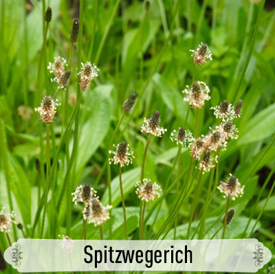 10Spitzwegerich