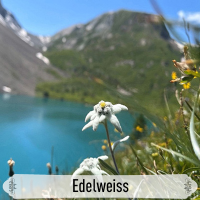 12Edelweiss