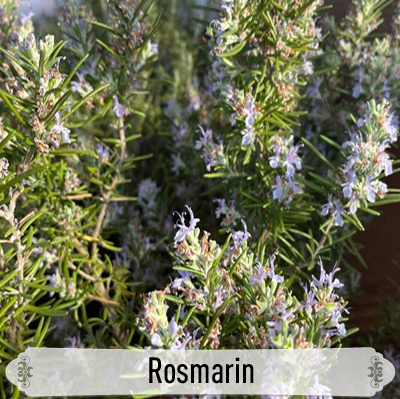 14Rosmarin