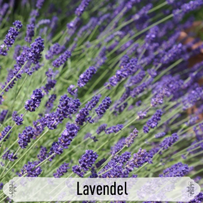 15Lavendel