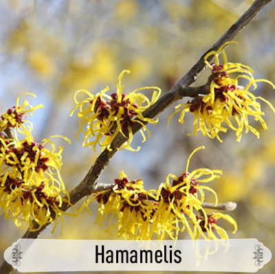 16Hamamelis