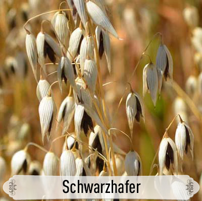 17Schwarzhafer