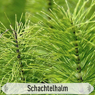 18Schachtelhalm