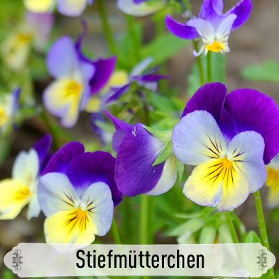 19Stiefmütterchen