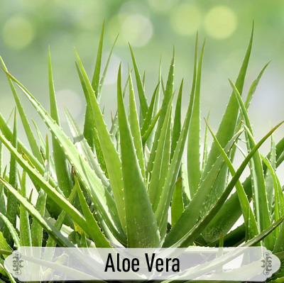 21Aloe Vera