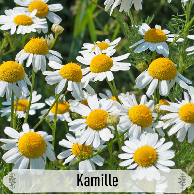 22Kamille