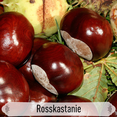 26Rosskastanie