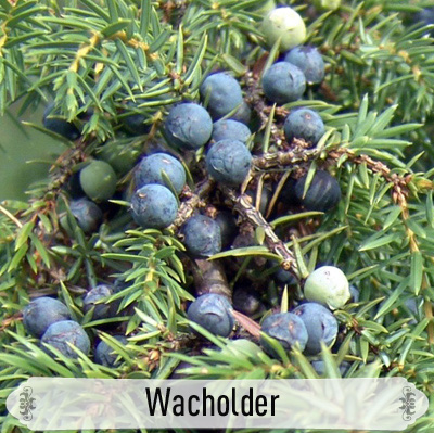 27Wacholder