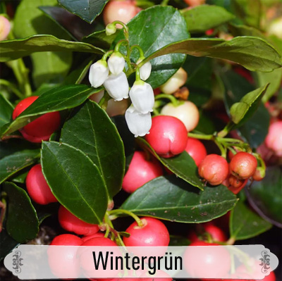 28Wintergrün