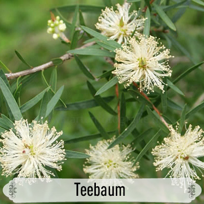 29Teebaum