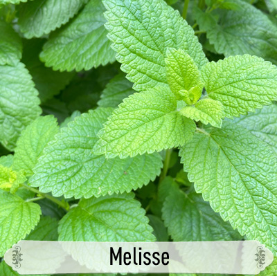 24Melisse